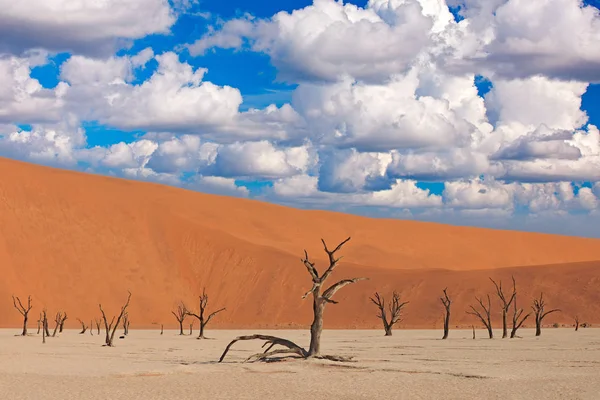 Deadvlei Orange Dune Old Acacia Trees African Landscape Sossusvlei Namib — Stock Photo, Image