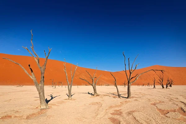 Deadvlei Narancssárga Dűne Régi Akác Fákkal Afrikai Táj Sossusvlei Namib — Stock Fotó