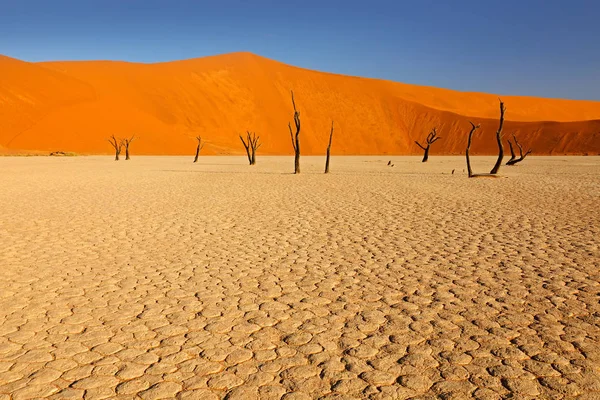 Deadvlei Duna Laranja Com Velhas Árvores Acácia Paisagem Africana Sossusvlei — Fotografia de Stock