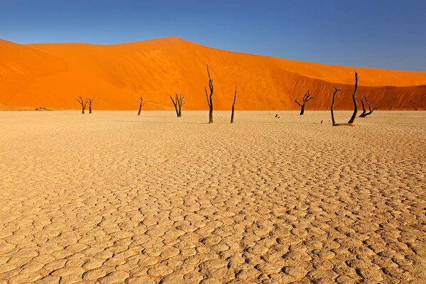 Deadvlei, orange dune with old acacia trees. African landscape from Sossusvlei, Namib desert, Namibia, Southern Africa. Red sand, biggest dune in the world. Travelling in Namibia. 