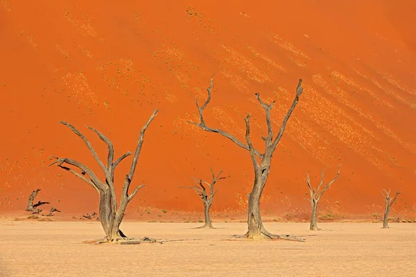 Deadvlei Eski Akasya Ağaçları Ile Turuncu Dune Sossusvlei Namib Çöl — Stok fotoğraf