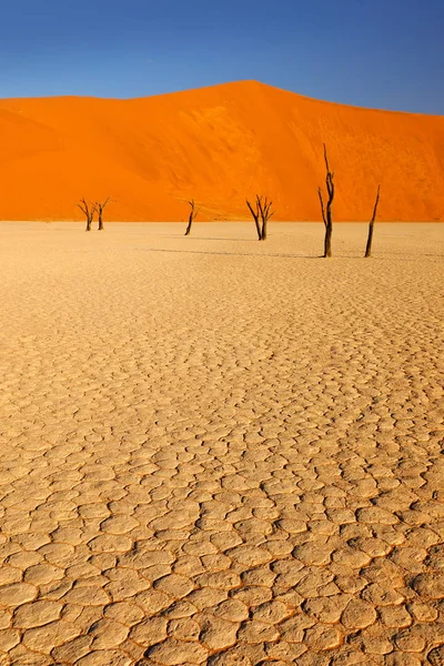 Deadvlei Oranje Duin Met Oude Acaciabomen Afrikaans Landschap Van Sossusvlei — Stockfoto