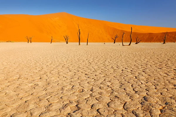 Deadvlei Eski Akasya Ağaçları Ile Turuncu Dune Sossusvlei Namib Çöl — Stok fotoğraf