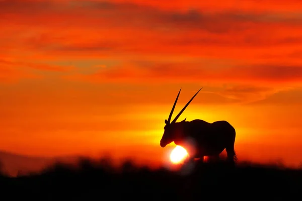 与橙色的傍晚日落的奥里克斯 自然栖息地的金斯博克大型羚羊 纳米比亚索苏夫莱 荒野沙漠加泽拉美丽的标志性的宝石波克羚羊从纳米布沙漠 日出纳米比亚 — 图库照片