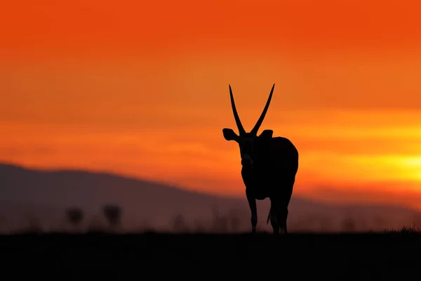 Oryx Met Oranje Avond Zonsondergang Gemsbok Grote Antilope Natuur Habitat — Stockfoto