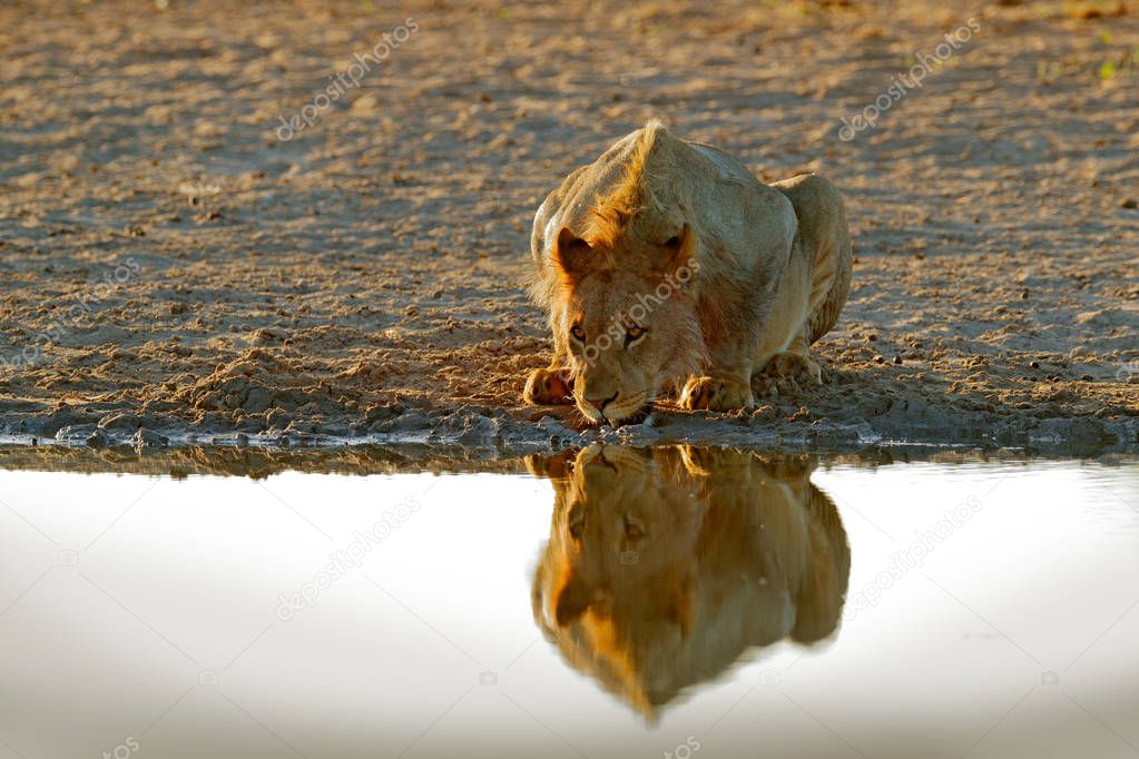 Lion drinking water. Portrait of African lion, Panthera leo, detail of big animal, Kruger National Park South Africa. Cat in nature habitat. 