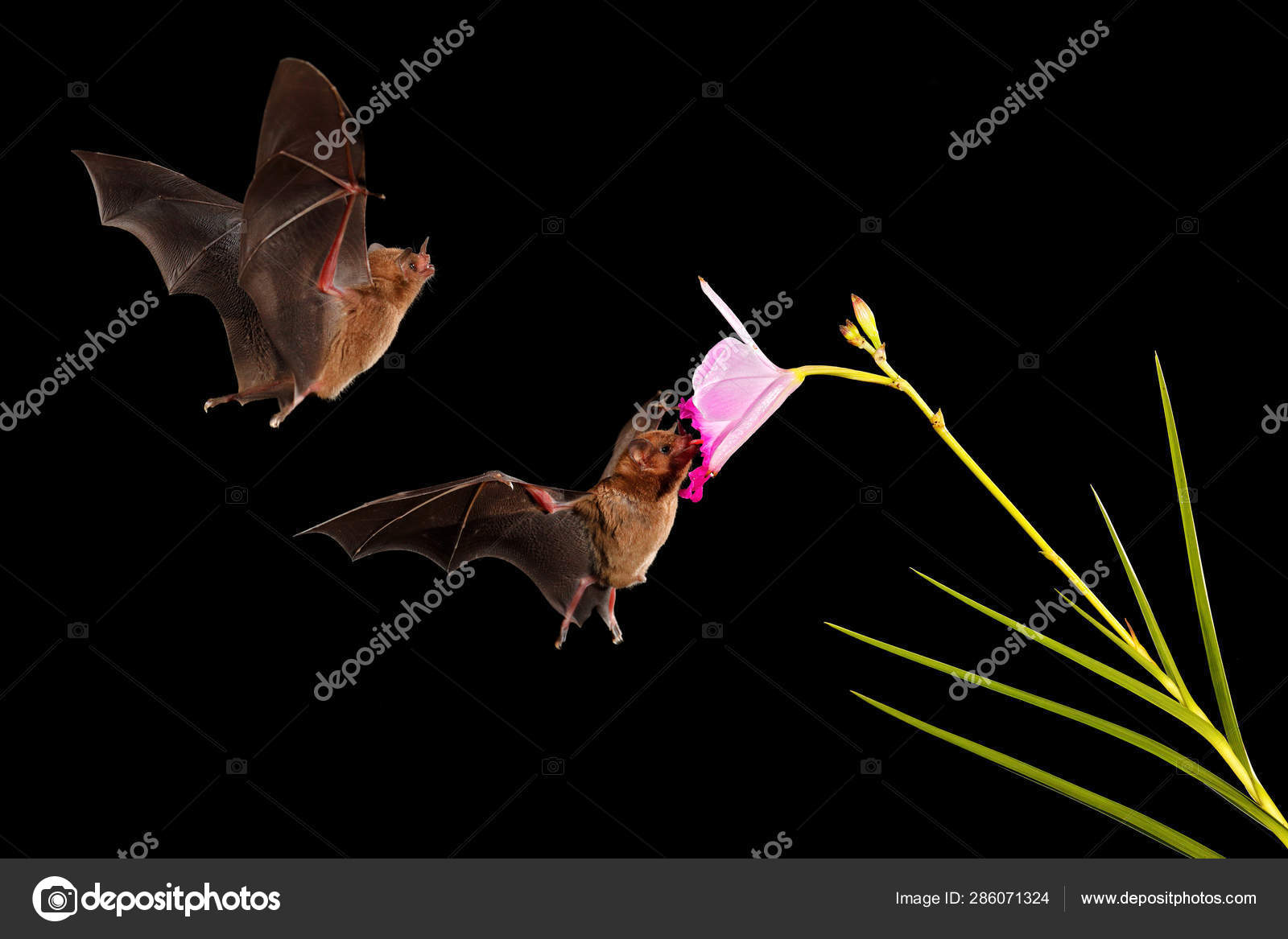 Bats Night Wild Forest Orange Nectar Bats Lonchophylla Robusta Flying Stock Photo by ©OndrejProsicky 286071324 Bats Night Wild Forest Orange Nectar Bats Lonchophylla Robusta Flying Stock Photo by ©OndrejProsicky 286071324