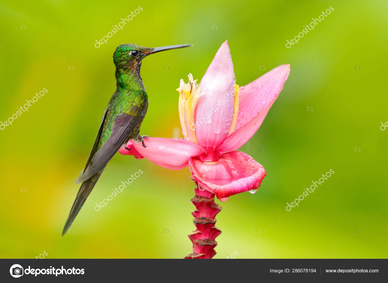 Colibri Images Libres De Droit Photos De Colibri Depositphotos