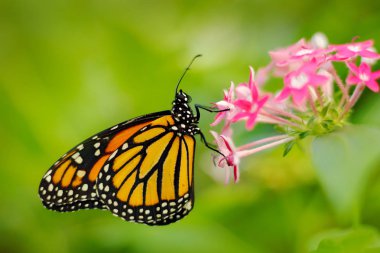 Hükümdar, Danaus pleksippus, doğa habitatkelebek. Meksika'dan gelen güzel bir böcek. Yeşil pembe ormanda kelebek. Ayrıntılı güzel turuncu böcek yakın çekim portre. Doğadan vahşi yaşam sahnesi. 