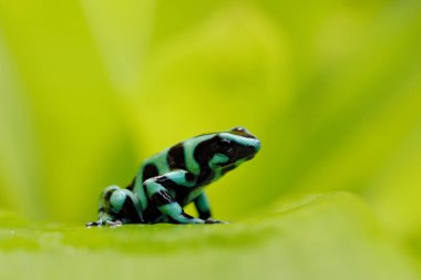 Yeşil siyah zehir dart kurbağa, Dendrobates auratus, doğa Habitat. Güney Amerika 'da tropik ormandan güzel Motley kurbağa. 
