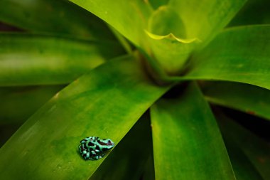 Yeşil siyah zehir dart kurbağa, Dendrobates auratus, doğa Habitat. Güney Amerika 'da tropik ormandan güzel Motley kurbağa. 
