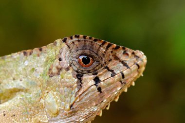 Detay Helmeted Basilisk iguana, Corytophanes cristatus, yakından göz. Doğa habitatta Lizard