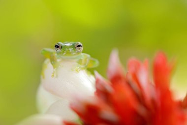 Teratohyla spinosa, Dikenli Cam Kurbağa, doğa habitat tropik ormanda beyaz ve kırmızı çiçek çiçek üzerinde oturan, büyük sarı gözlü hayvan, orman nehrinde. Kosta Rika'dan bir kurbağa. Tropik doğadan vahşi yaşam sahnesi.