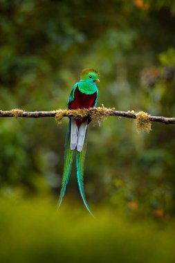 Şaşaalı Quetzal, Pharomachrus mocinno, Kosta Rika Savegre arka planda bulanık yeşil orman ile. Muhteşem kutsal yeşil ve kırmızı kuş. Resplendent Quetzal gizli detay orman.