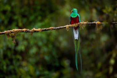 Şaşaalı Quetzal, Pharomachrus mocinno, Kosta Rika Savegre arka planda bulanık yeşil orman ile. Muhteşem kutsal yeşil ve kırmızı kuş. Resplendent Quetzal gizli detay orman.