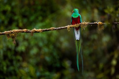 Resplendent Quetzal, Pharomachrus mocinno, from Savegre in Costa Rica with blurred green forest in background. Magnificent sacred green and red bird. Detail forest hidden of Resplendent Quetzal. clipart
