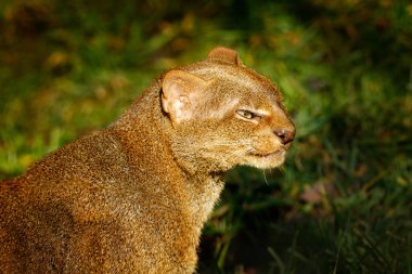 Jaguarundi, Herpailurus yagouaroundi, doğa habitat vahşi kedi detay portre. Jaguarundi tropik orman bitki örtüsünde. Yeşil orman vahşi yaşamnadir hayvan, Brezilya, Güney Amerika. 