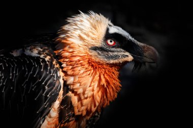 Bearded Vulture, Gypaetus barbatus, detail portrait of rare mountain bird in rocky habitat in Spain. Close-up portrait of beautiful mountain bird, Europe, sitting on the nest in stone rock. clipart