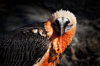 Sakallı akbaba, Gypaetus barbatus, Ispanya 'da kayalık habitatta nadir dağ kuşu detay portre. Taş kayada yuva üzerinde oturan güzel dağ kuşu, Avrupa, yakın çekim portre.