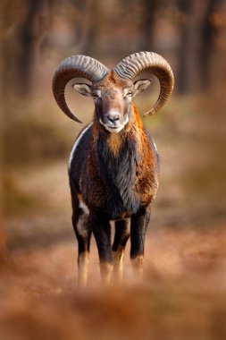 Mouflon, Ovis orientalis, büyük boynuzlu memeli portresi, Prag, Çek Cumhuriyeti. Vahşi yaşam sahnesi doğayı oluşturur. Ormanda hayvan davranışları. Kafasında büyük boynuzları olan Muflon, ormanda.