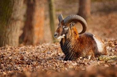 Mouflon, Ovis orientalis, büyük boynuzlu memeli portresi, Prag, Çek Cumhuriyeti. Vahşi yaşam sahnesi doğayı oluşturur. Ormanda hayvan davranışları. Kafasında büyük boynuzları olan Muflon, ormanda.