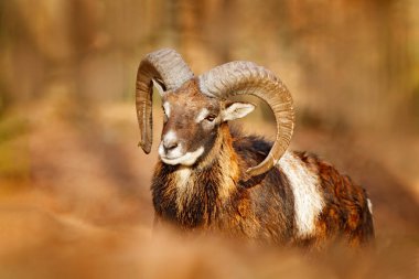 Mouflon, Ovis orientalis, büyük boynuzları ile memelilerin portresi. Yaban hayatı sahne formu doğa. Ormanda hayvan davranışları. Kafasından büyük boynuzları olan muflon