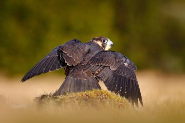 Peregrine Falcon, Pheasant 'i öldürmeye yakalandı. Arka planda Karanlık Orman ile yeşil yosunlu kaya üzerinde öldürüldü büyük kuş yem güzel kuşu. Ormanda kuş Carcas. Doğada vahşi yaşam davranışları.