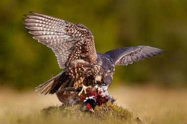 Peregrine Falcon, Pheasant 'i öldürmeye yakalandı. Arka planda Karanlık Orman ile yeşil yosunlu kaya üzerinde öldürüldü büyük kuş yem güzel kuşu. Ormanda kuş Carcas. Doğada vahşi yaşam davranışları.