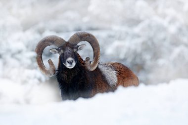 Kış aylarında vahşi doğada büyük boynuzları ile Wild Mouflon