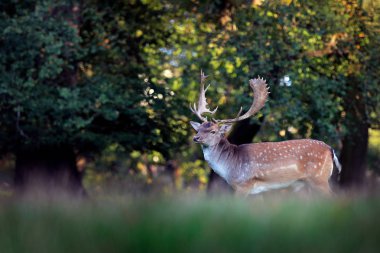 Görkemli güçlü yetişkin Fallow Deer, Dama dama, orman ile yeşil çimenli çayır, Çek Cumhuriyeti, Avrupa. Doğadan vahşi yaşam sahnesi, Avrupa. 