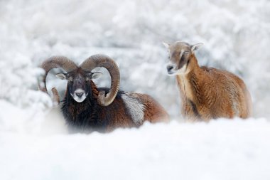 Kış aylarında vahşi doğada büyük boynuzları ile Wild Mouflon