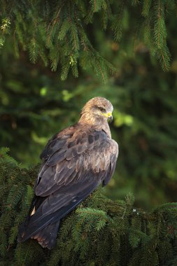 Kara Uçurtma, Milvus migrans, ladin ağacının dalında koni ile oturan kahverengi yırtıcı kuş. Doğada uçurtma, yeşil bitki örtüsü. Vahşi yaşam Slovakya.