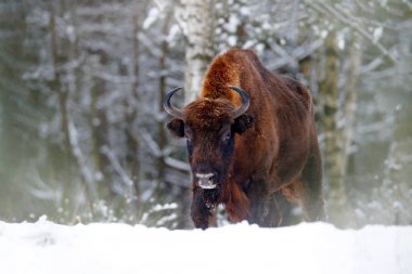Kış ormanında Avrupa bizonu, doğa habitatında büyük kahverengi hayvan ile soğuk sahne, ağaçlarda kar. Doğadan vahşi yaşam sahnesi 