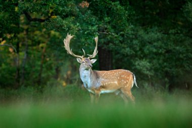 Görkemli güçlü yetişkin Fallow Deer, Dama dama, orman ile yeşil çimenli çayır, Çek Cumhuriyeti, Avrupa. Doğadan vahşi yaşam sahnesi, Avrupa. 