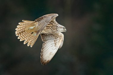 Gyrfalcon, Falco rusticolus, yırtıcı kuş sinek. Beyaz kafa ile nadir kuş uçan. Soğuk kışın orman, doğa habitatta hayvan. Yaban hayatı sahne formu doğa. Ağaçların üstünde Falcon.