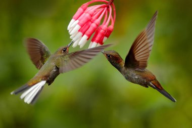 İki sinek kuşu, pembe çiçeğe, uçuşta. Mor-Throated Woodstar, Calliphlox mitchellii uçuş, Bloom çiçek, Kolombiya, yaban hayatı içinde Tropic Jungle.