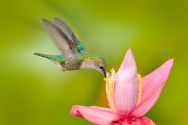 Kolombiya 'dan gelen Hummingbird. Andean Emerald, Amazilia franciae, pembe kırmızı çiçek, açık yeşil arka plan, Kolombiya. Doğanın yaban hayatı sahnesi. Tropikal ormanda Hummingbird.