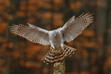 Goshawk uçan, akşam güneşi arka ışık, doğa orman Habitat, Almanya ile açık kanatları ile yırtıcı kuş. Sonbahar doğası yaban hayatı sahne. Turuncu bitki örtüsü ağaç gövdesine kuş iniş.