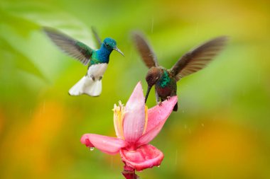 İki sinek kuşu, pembe çiçeğe, uçuşta. Mor-Throated Woodstar, Calliphlox mitchellii uçuş, Bloom çiçek, Kolombiya, yaban hayatı içinde Tropic Jungle.