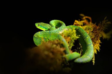 Yeşil Bothriechis lateralis, doğa habitatta tehlike zehirli yılan, Tapant NP, Kosta Rika. Doğa habitatında zehirli yeşil sürüngen. Orta Amerika 'dan zehirli Viper. 