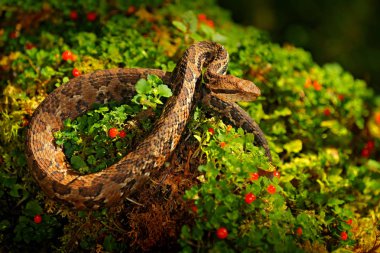 Engerek, Atropoides picadoi tehlike zehir yılan doğa habitat, Tapant Np, Kosta Rika. Zehirli yeşil sürüngen doğa habitat. Orta Amerika'dan zehirli engerek. 