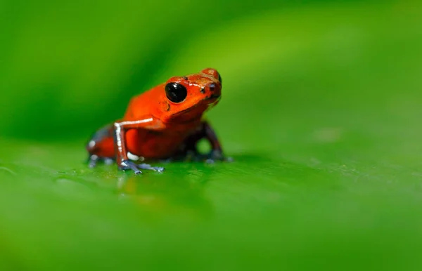 Rode Aardbei Poison Dart Kikker Dendrobates Pumilio Natuur Habitat Nicaragua — Stockfoto