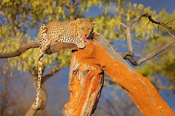 Leopard feeding catch on the tree. Animal behaviour in the Africa. Wild cat with zebra carcass, evening light in Etosha, Namibia, Africa. Detail portrait of spotted cat and meat.