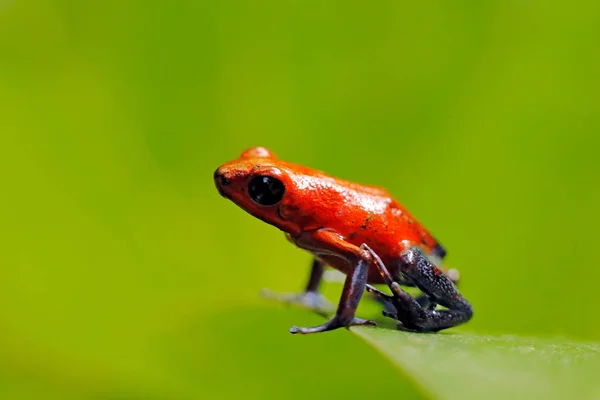 Κόκκινος Φράουλα Δηλητηριώδης Βάτραχος Δενδροποιοί Στο Περιβάλλον Της Φύσης Σαλβαντόρ — Φωτογραφία Αρχείου