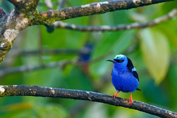 Honeycreeper Pernas Vermelhas Cyanerpes Cyaneus Pássaro Azul Tropical Exótico Com — Fotografia de Stock