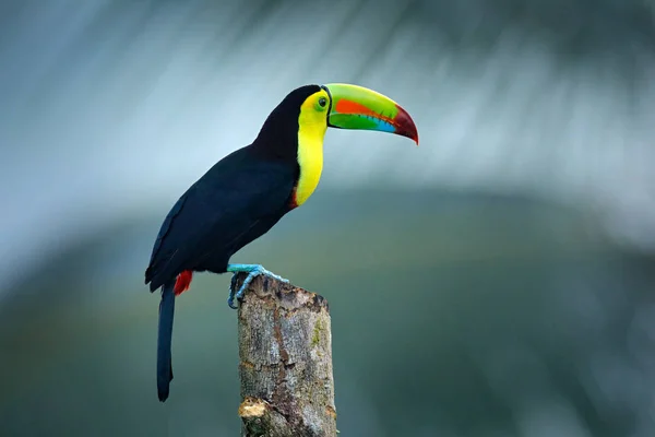 Wilde Dieren Uit Yucatn Mexico Tropische Vogel Toucan Zittend Tak — Stockfoto