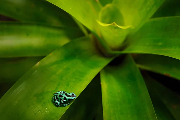 Green Black Poison Dart Frog Dendrobates Auratus Habitat Natural Lindo — Fotografia de Stock