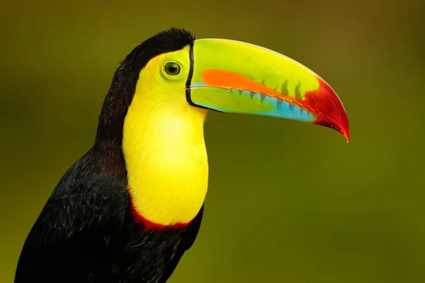 Vida Silvestre Yucatn México Ave Tropical Tucán Sentado Rama Bosque — Foto de Stock