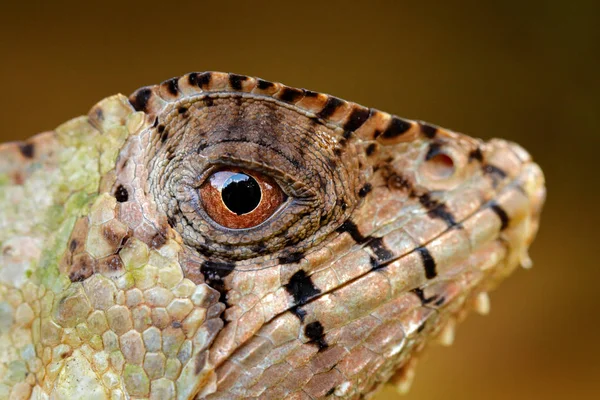 Игуана Шлеме Кристалл Коритофана Крупный Глаз Ящерица Природе — стоковое фото
