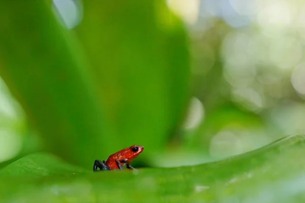 Red Strawberry Poison Dart Frog Dendrobates Pumilio Hábitat Natural Costa — Foto de Stock